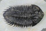 Coltraneia Trilobite Fossil - Huge Faceted Eyes #165843-4